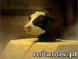 0% mleko