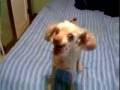 Pies Wszechmog�cy