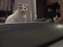 Koty kontra bie�nia