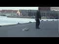 Zdech� pies w wer ...