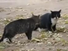 Rosyjska policja w akcji
