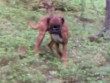 Boxer kontra sarna