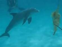 Napalony delfin