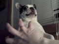 Zabawny boston terrier