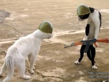 Kot kobra w różnych wcieleniach
