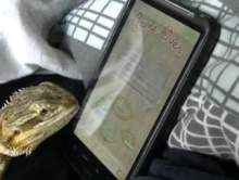 Agama brodata gra na smartfonie