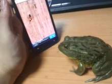 Ropucha gra na smartfonie