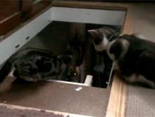 Najwredniejszy kot na świecie II