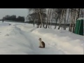 Kot rodem z piekła...