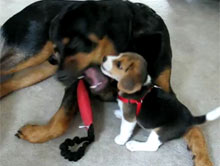 Beagle atakuje rottweilera