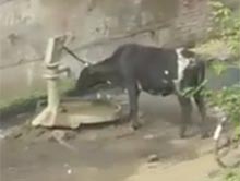 Wyj�tkowo inteligentna krowa