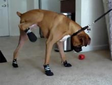 Boxer i jego pierwszy raz w skarpetkach