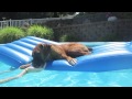 Boxer lubi p�ywa�