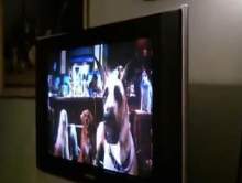 Pies ogl�da TV