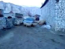 Owczy p�d