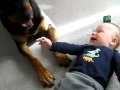 Rottweiler dopad� ...