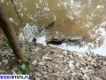 Krokodyl vs W�gor ...