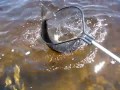Rado�� po z�apani ...