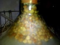 Produkcja wina ry ...