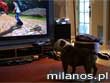Skateboardzista gra w gr� video